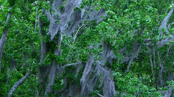 Os pântanos de Louisiana - viagens de fotografia — Fotografia de Stock