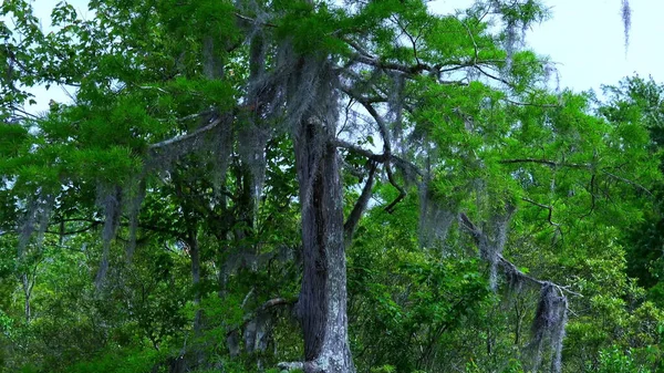 Vegetazione selvaggia nelle paludi della Louisiana - fotografia di viaggio — Foto Stock