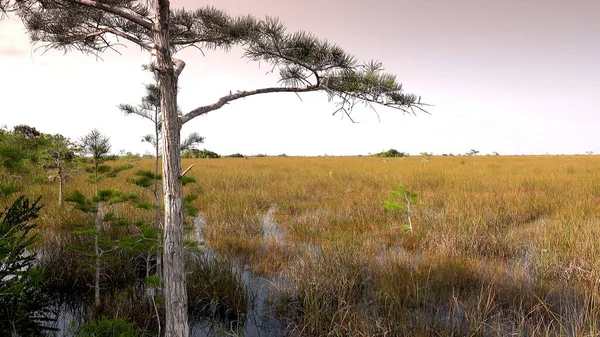 Paisagem incrível nos Everglades do Sul dos EUA — Fotografia de Stock