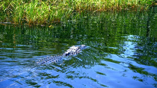 Alligatore nuotare attraverso le Everglades — Foto Stock