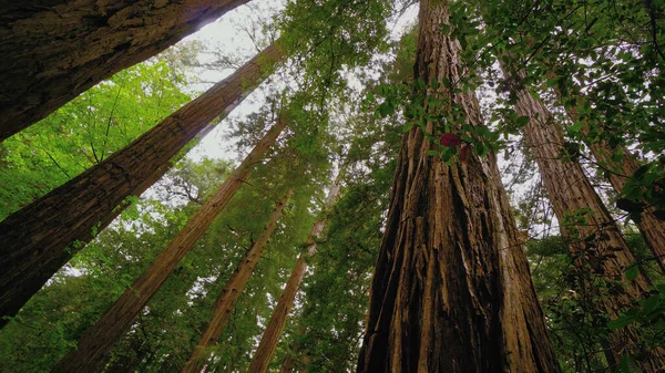 The Giant red Cedar trees at Redwoods National Park - ταξιδιωτικές φωτογραφίες — Φωτογραφία Αρχείου