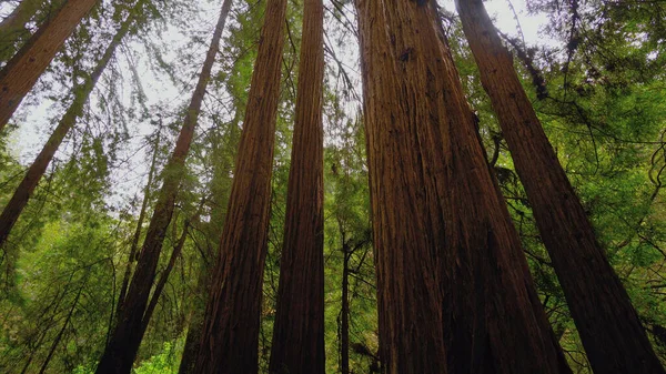 レッドウッド国立公園の巨大な赤い杉の木-旅行写真 — ストック写真