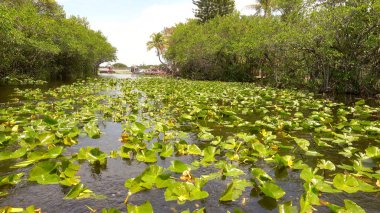 Amerika 'nın ünlü Everglades' i