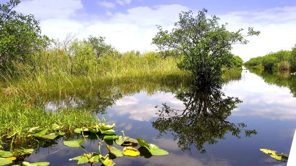 La increíble naturaleza de los Everglades en EE.UU. — Foto de Stock