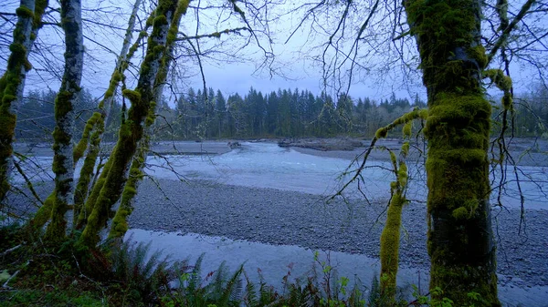 Hoh River dans la forêt tropicale près de Forks - Parc National Olympique - photographie de voyage — Photo