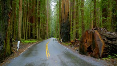 Oregon 'un güzel ormanları ve doğası, seyahat fotoğrafçılığı.