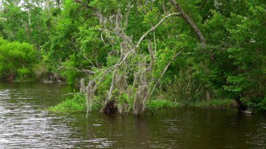 Louisiana bataklıklarında etkileyici bir doğa. Seyahat fotoğrafçılığı.