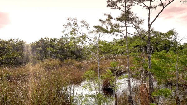 Everglades National Park no sul dos EUA — Fotografia de Stock