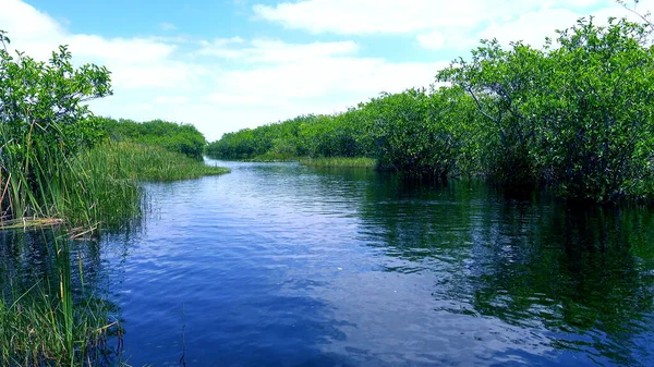 Gyönyörű vadvilág a természet az Everglades az USA-ban — Stock Fotó