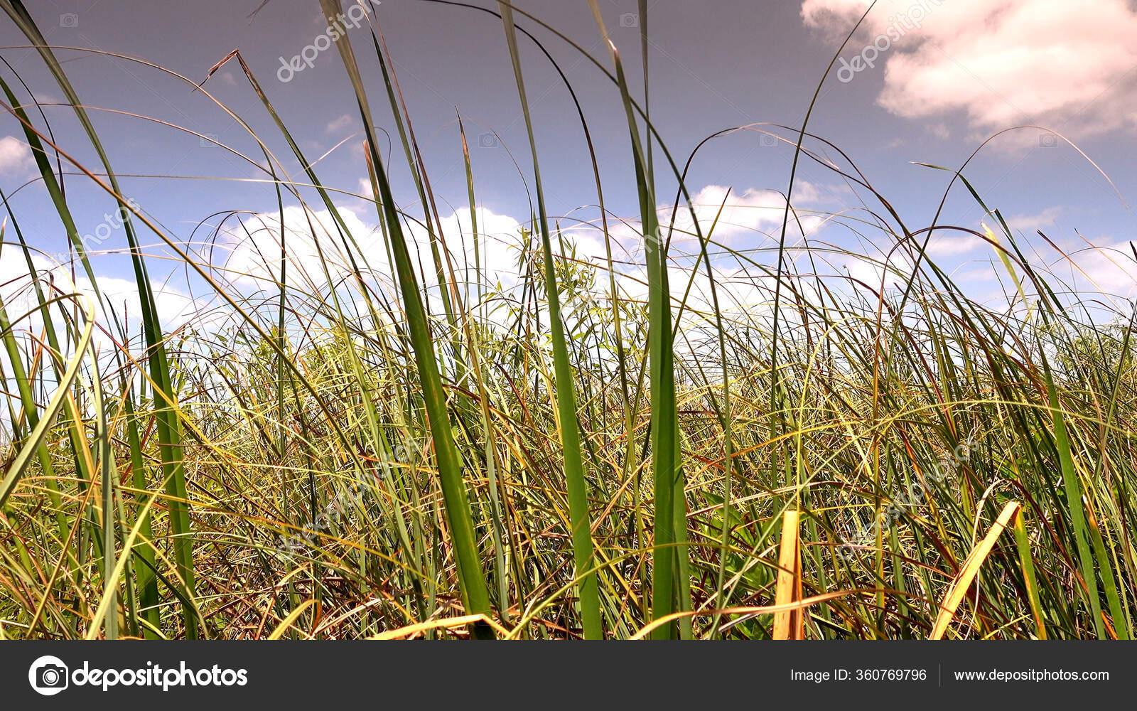The Sawgrass in the Everglades of USA Stock Photo by ©4kclips 360769796
