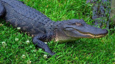 Wild animals in the swamps near New Orleans - alligator - travel photography clipart