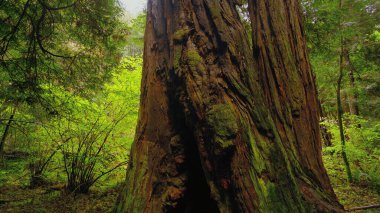 Redwood Ulusal Parkı 'ndaki dev kırmızı sedir ağaçları - seyahat fotoğrafçılığı