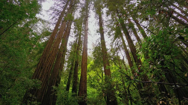 Redwood Forest - as árvores gigantes na Califórnia - viagens de fotos — Fotografia de Stock