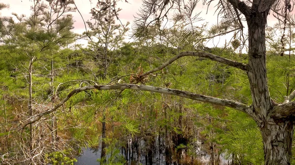 Amerika 'daki Everglades Ulusal Parkı' nda yürüyorum. — Stok fotoğraf