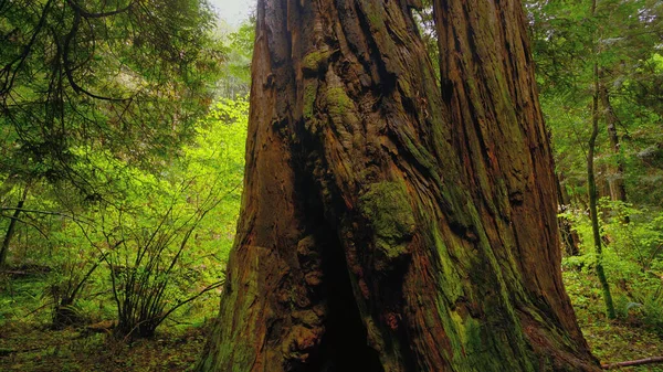 Reuzenrode cederbomen in het Redwoods National Park - reizen — Stockfoto