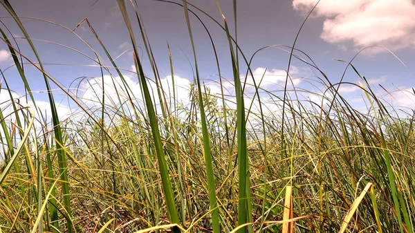 A fűszálak az USA Everglades-ben — Stock Fotó