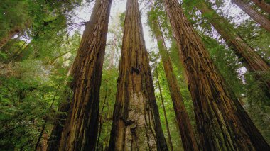 Sekoya Ormanı - Calfornia 'daki dev ağaçlar - seyahat fotoğrafçılığı