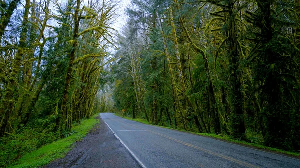 Hoh Road v Hoh deštném pralese v Olympijském národním parku - cestovní fotografie — Stock fotografie