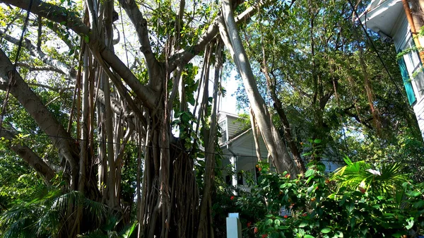 2016 년 4 월 12 일에 확인 함 . The Bnean House on Key West with huge Banyan tree - KEY WEST, USA - APRIL 12, 2016 — 스톡 사진