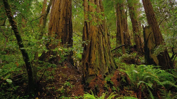 Reuzenrode cederbomen in het Redwoods National Park - reizen — Stockfoto