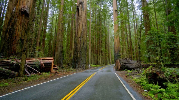 Strada solitaria nella nebbia che attraversa il Parco Nazionale di Redwoods - fotografia di viaggio — Foto Stock