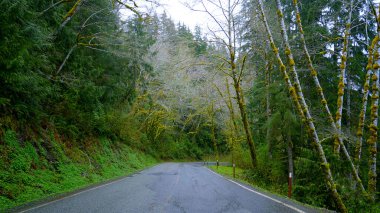 Forks yağmur ormanlarından geçen cadde - seyahat fotoğrafçılığı