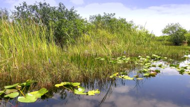 Amerika 'daki Everglades' in inanılmaz doğası.