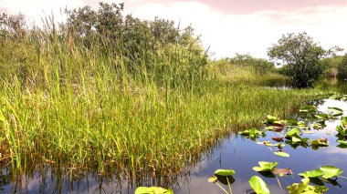Amerika 'daki Everglades' in inanılmaz doğası.