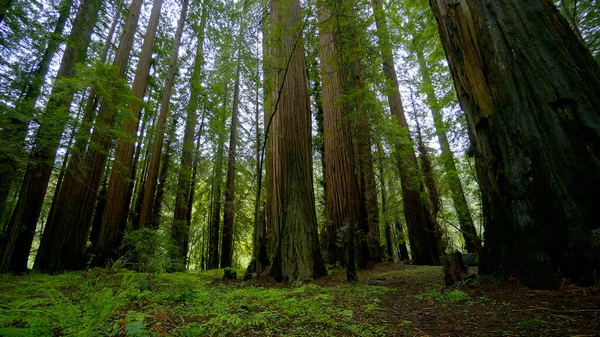 Bela natureza na Floresta Redwood - viagens de fotografia — Fotografia de Stock