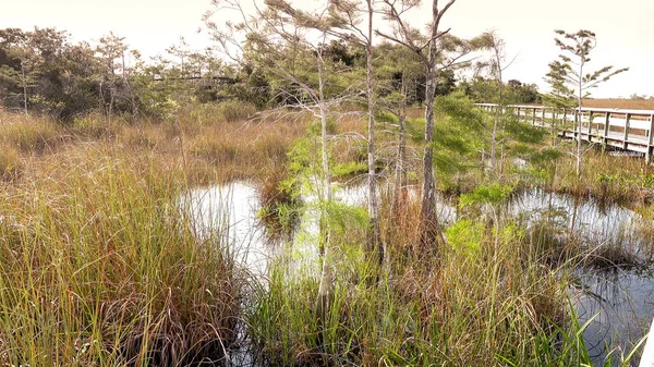 Az Everglades Nemzeti Park gyönyörű természete — Stock Fotó