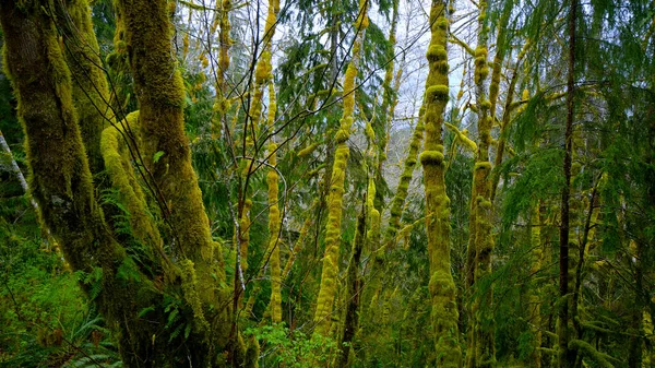 Regenwald in der Nähe von Forks - atemberaubende Natur - Reisefotos — Stockfoto