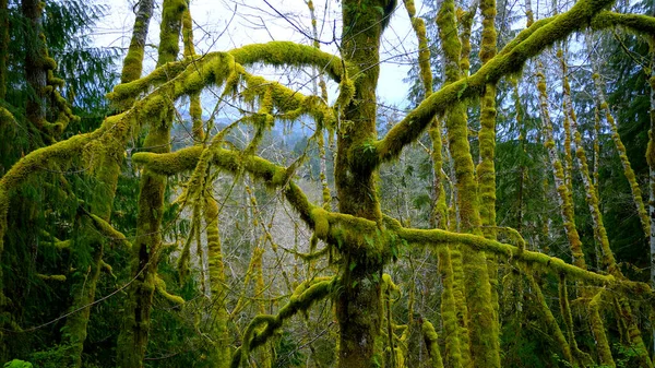 Moosbewachsene Bäume im Regenwald von Forks - Reisefotos — Stockfoto