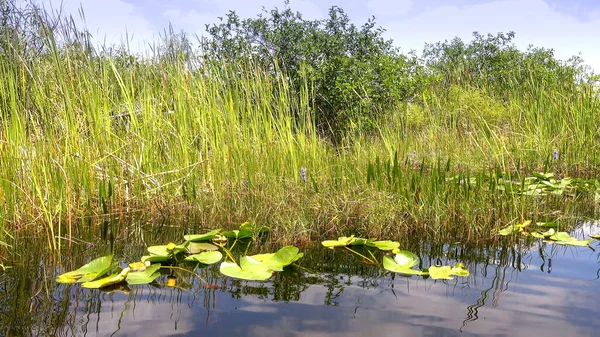 Vegetação de erva-serra nos Everglades selvagens dos EUA — Fotografia de Stock