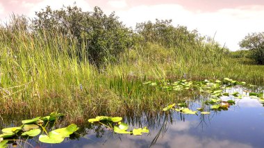 Amerika 'daki Everglades' in inanılmaz doğası.