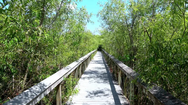 Belas paisagens no Parque Nacional Everglades nos EUA — Fotografia de Stock