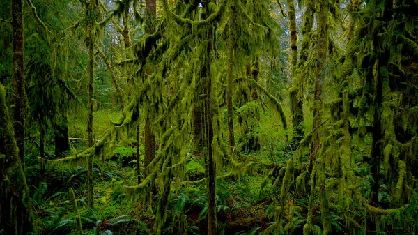 Natureza selvagem na floresta tropical perto de Forks - viagens de fotografia — Fotografia de Stock