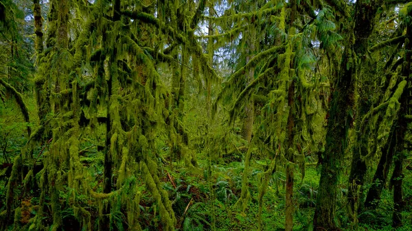 Bosque lluvioso cerca de Forks - naturaleza impresionante - fotografía de viaje — Foto de Stock