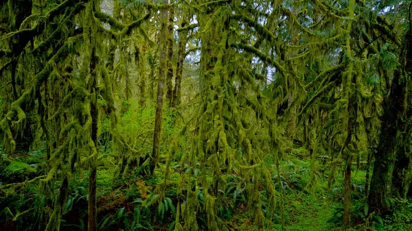 Moosbewachsene Bäume im Regenwald von Forks - Reisefotos — Stockfoto