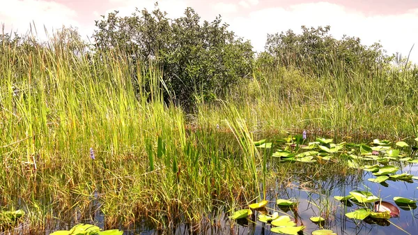 La increíble naturaleza de los Everglades en EE.UU. — Foto de Stock