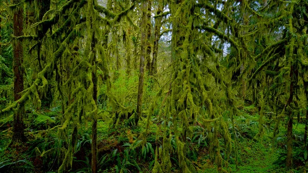Natura selvaggia nella foresta pluviale vicino a Forks - fotografia di viaggio — Foto Stock