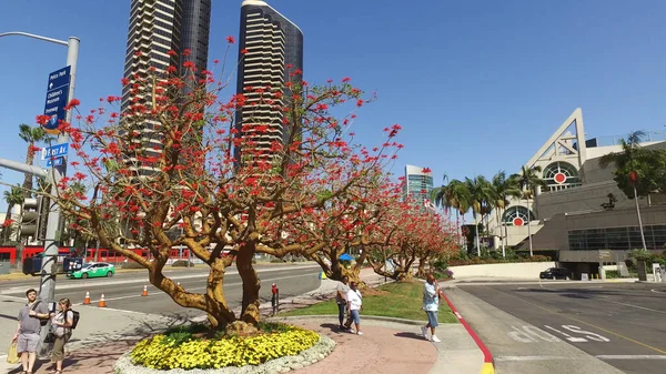 San Diego 'da kırmızı çiçekli güzel ağaçlar Kongre Merkezi - SAN DIEGO, ABD - 19 Nisan 2017 — Stok fotoğraf