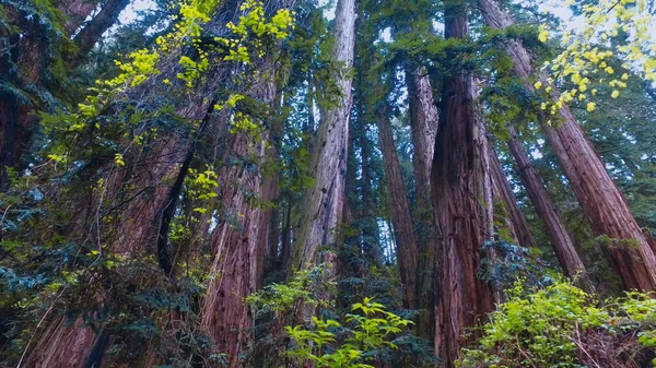 Величезні дерева національного парку Редвуд. — стокове фото