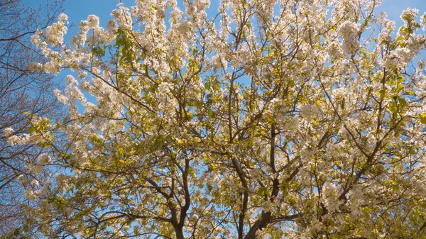 Vackra blommande träd på Constitution Gardens Washington DC - resor fotografi — Stockfoto