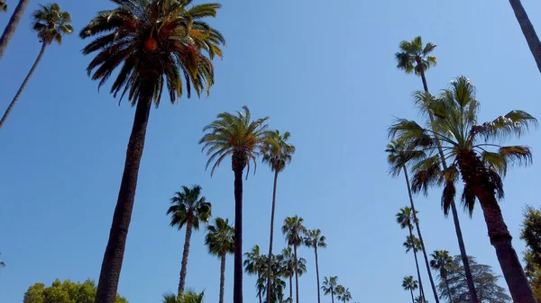 Palm Tree Alley - typisch voor Beverly Hills - reizen fotografie — Stockfoto