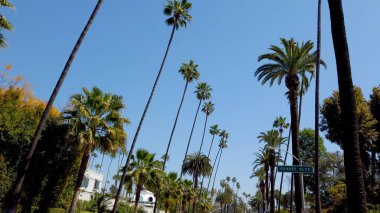 Beverly Hills 'in Palmiye ağaçları - seyahat fotoğrafçılığı