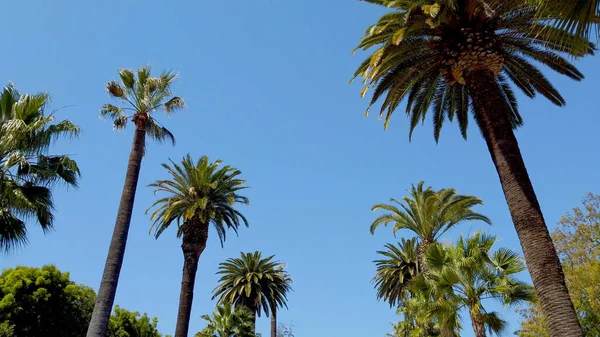 Palmerna i Beverly Hills - fotografi — Stockfoto