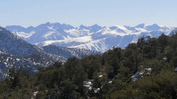 Belle forêt nationale d'Inyo dans la Sierra Nevada — Photo