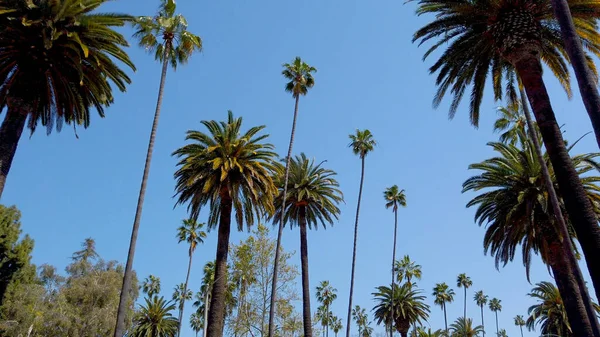 Аллея пальмовых деревьев - типичная для Беверли-Хиллз - фотографии путешествий — стоковое фото