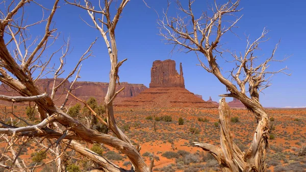 Droge bomen bij Monument Valley in Utah — Stockfoto