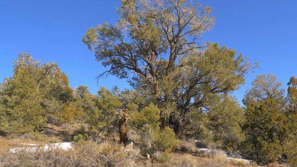 Hermoso Bosque Nacional Inyo en Sierra Nevada —  Fotos de Stock